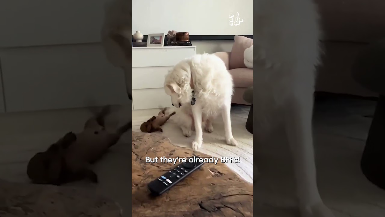 Dogs Meet And Become Instant BFFs