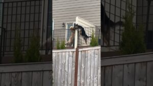 Dogs Share Kisses From Opposite Balconies