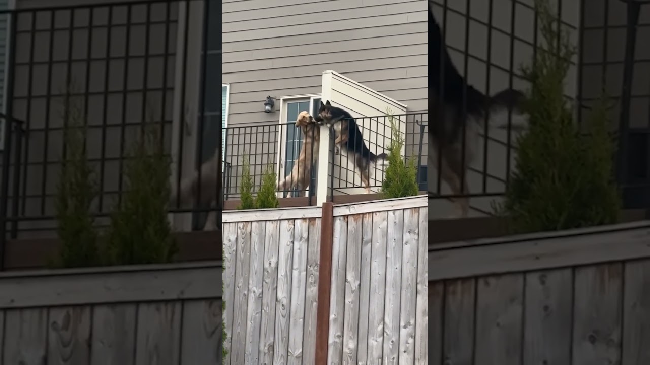 Dogs Share Kisses From Opposite Balconies