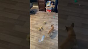 Ducklings Heard Dog