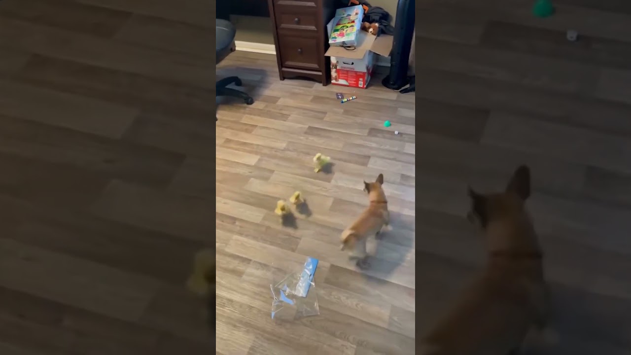 Ducklings Heard Dog