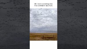 Here come the boo birds 🐦🪽🙃  #Birds #Funny #Memes