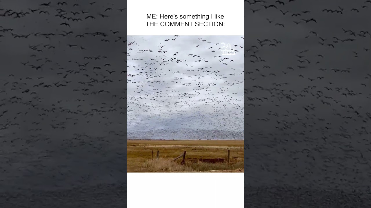 Here come the boo birds 🐦🪽🙃  #Birds #Funny #Memes