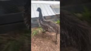 Emu Zoomies Confuses Farm Dog!