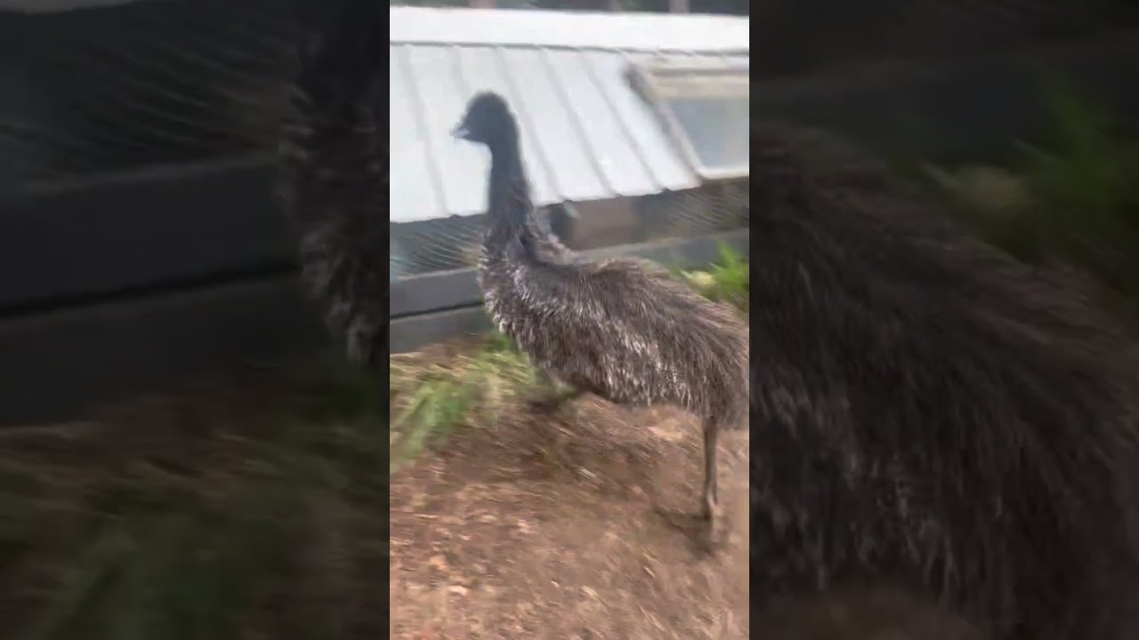Emu Zoomies Confuses Farm Dog!