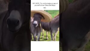 Happy Cinco De Mayo! 🇲🇽🫏💃 #Fun #Donkey #CincoDeMayo