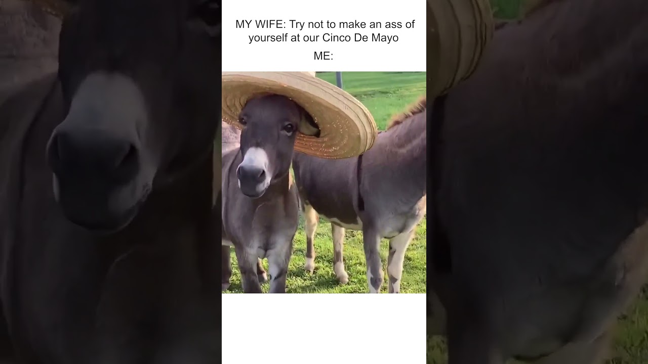 Happy Cinco De Mayo! 🇲🇽🫏💃 #Fun #Donkey #CincoDeMayo