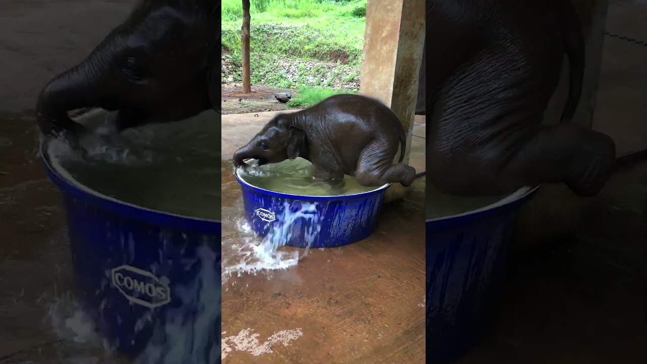 💕Adorable Baby Elephant ASMR 💕