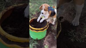 🤪 Animals Being So Bad It's Good!