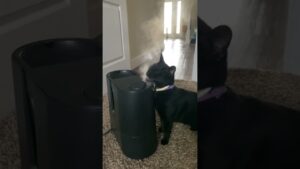 local void kitty loves staying moisturized 😻😂 🧖‍♀️ #BlackCat #Funny #Cats
