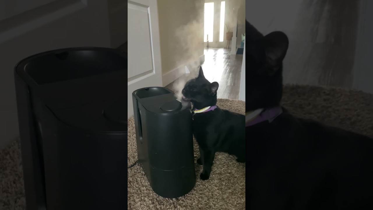 local void kitty loves staying moisturized 😻😂 🧖‍♀️ #BlackCat #Funny #Cats