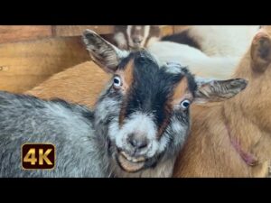 FUNNIEST Farm Animals 🤣 🐓 | Good, Clean Farm Fun