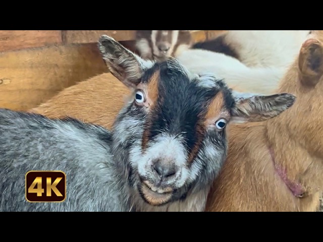 FUNNIEST Farm Animals 🤣 🐓 | Good, Clean Farm Fun