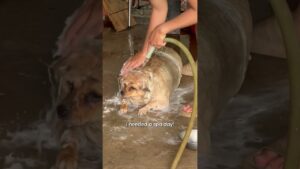 Funniest Pets Of The Week