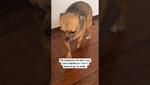 Funny Chihuahua Fakes Injury So Mom Won't Leave