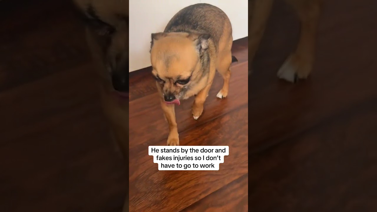 Funny Chihuahua Fakes Injury So Mom Won't Leave