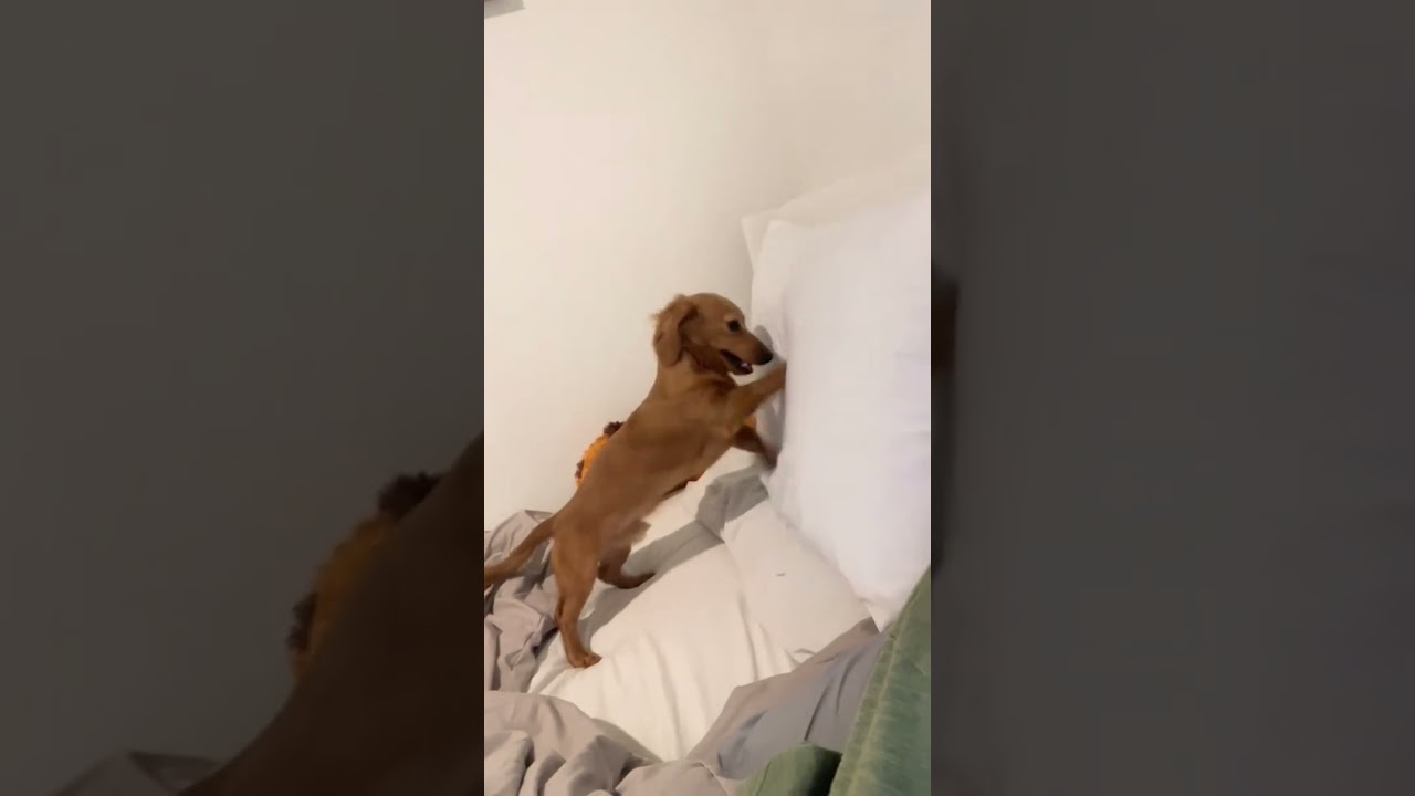 Funny Dachshund Is A Great Alarm Clock #Dachshunds #MiniDachshund #Funny