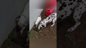Get down in the mud with these filthy animals! #Baddie #Funny #Dog #Cute