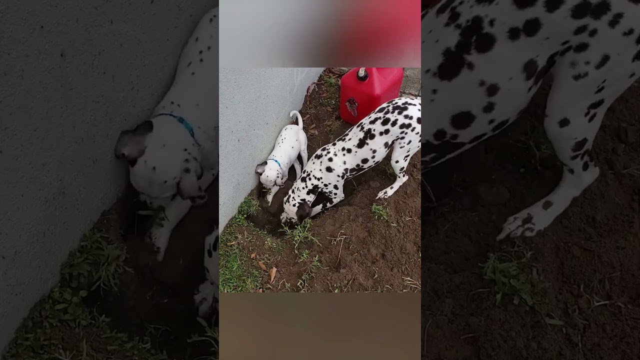 Get down in the mud with these filthy animals! #Baddie #Funny #Dog #Cute