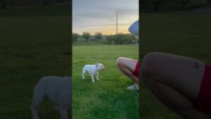 This is your sign to go play fetch with your dog today!! 🎾🐶🫶