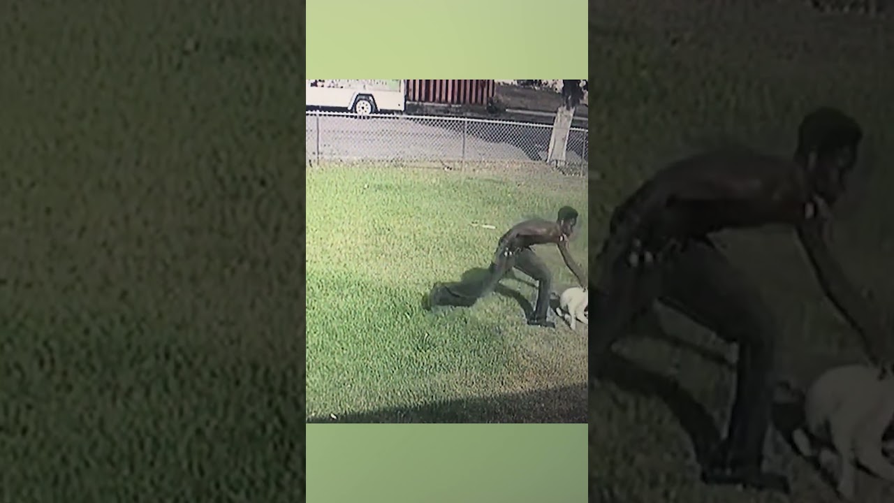 Guy Runs Straight Into Fence While Playing With Dog
