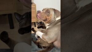 Both of them were battling their intrusive thoughts so hard 🤣💥 #Cat #Dog #Funny