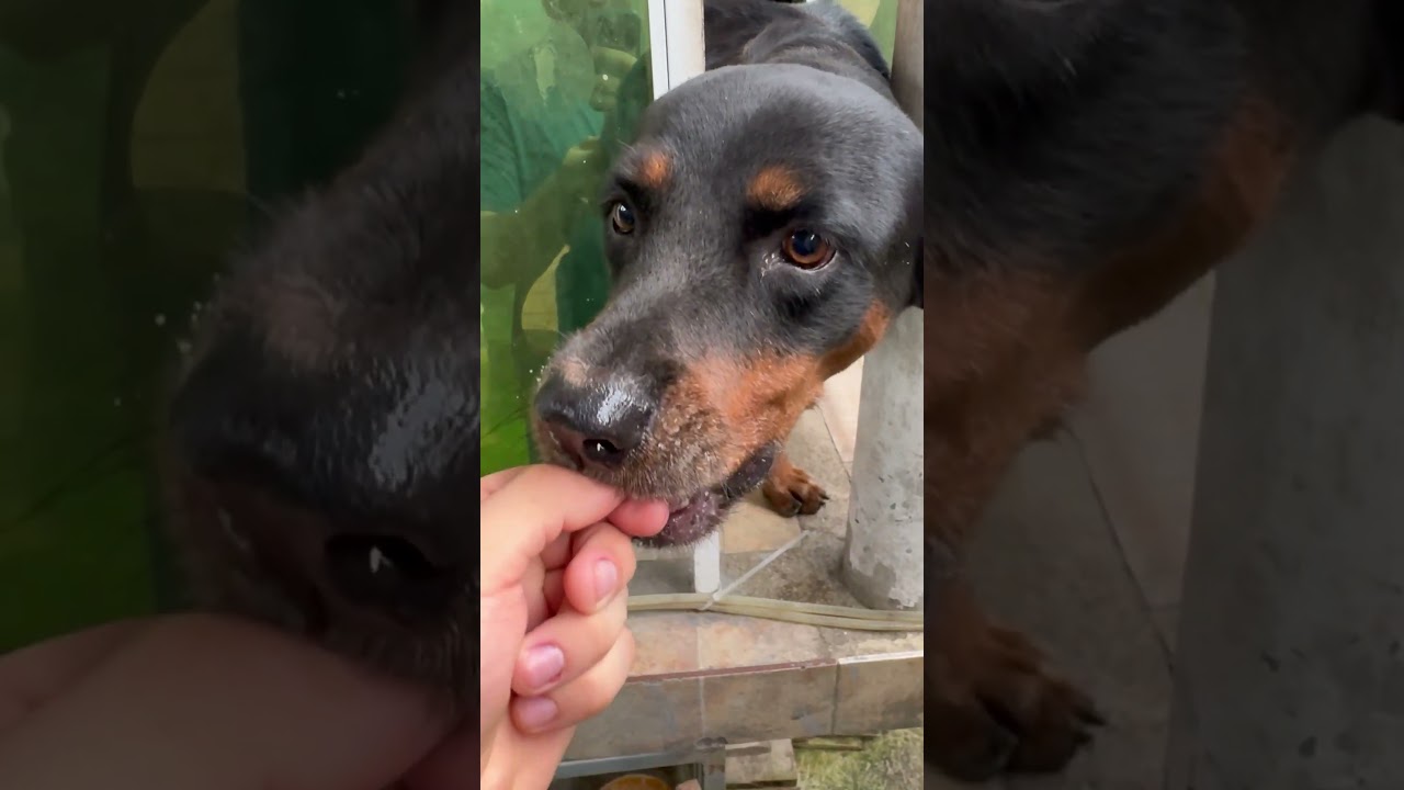 Hilarious Animal Bloopers