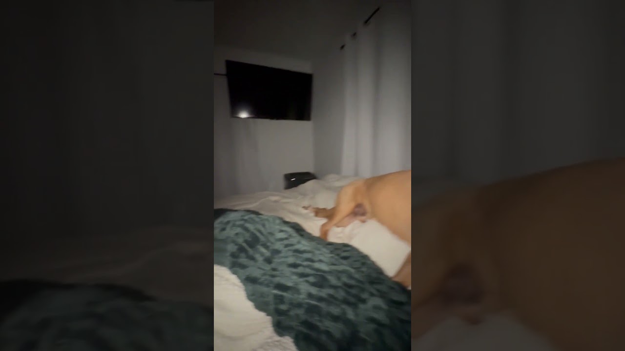Hilarious Dog Keeps Coming Back For Cuddles