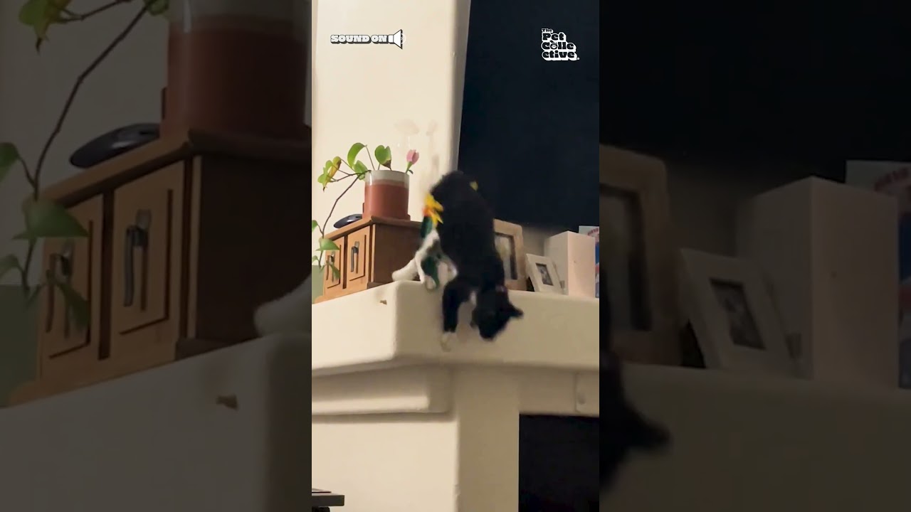 A cat vs thinking they're a parkour master 🤪😂 #Cat #Funny #CatLife