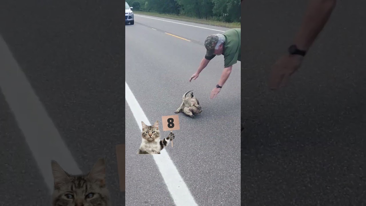 Judgy Cat Is Shell-Shocked