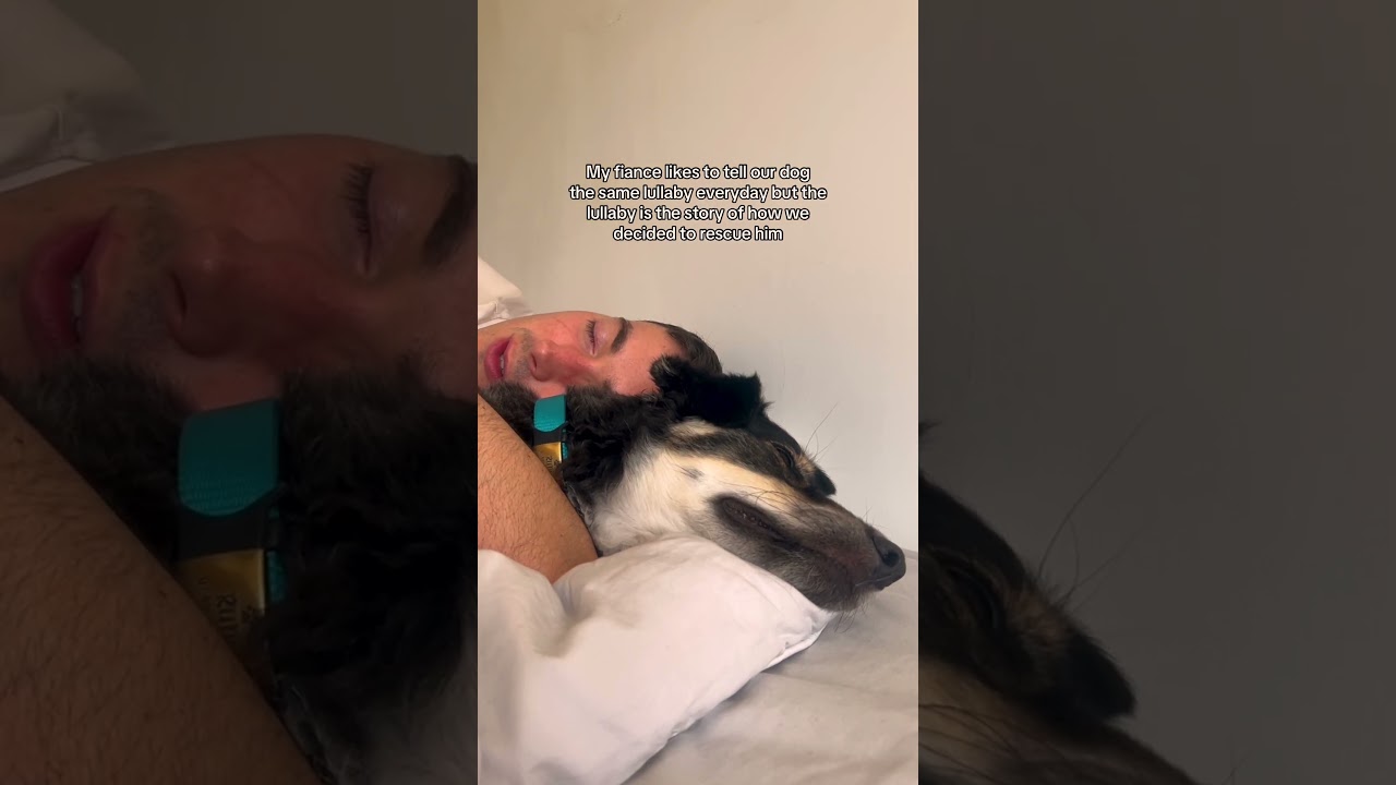 His own personal fairy tale! 😍🐶✨ #Dog #DogLovers #RescueDog