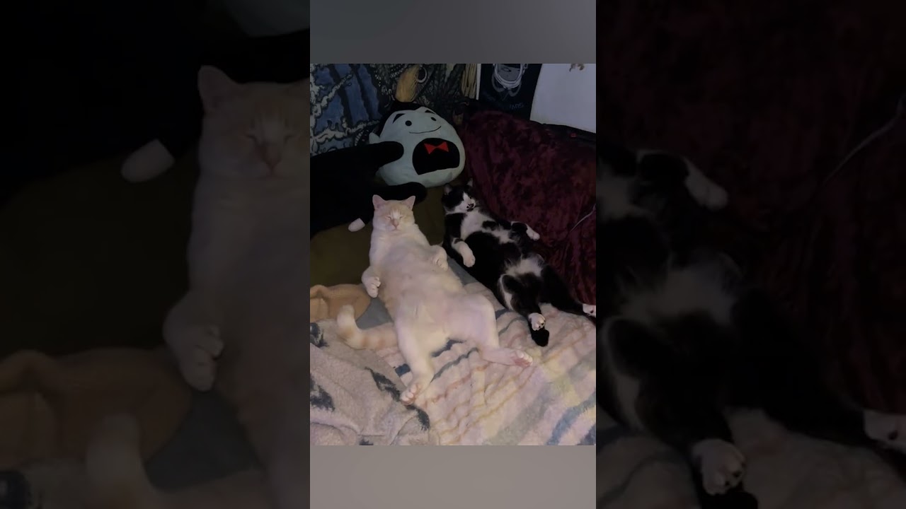 Lazy Cats Have Funny Way Of Laying On Bed
