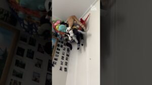 Little Boy and Lamb Go For Stroll Around Farm
