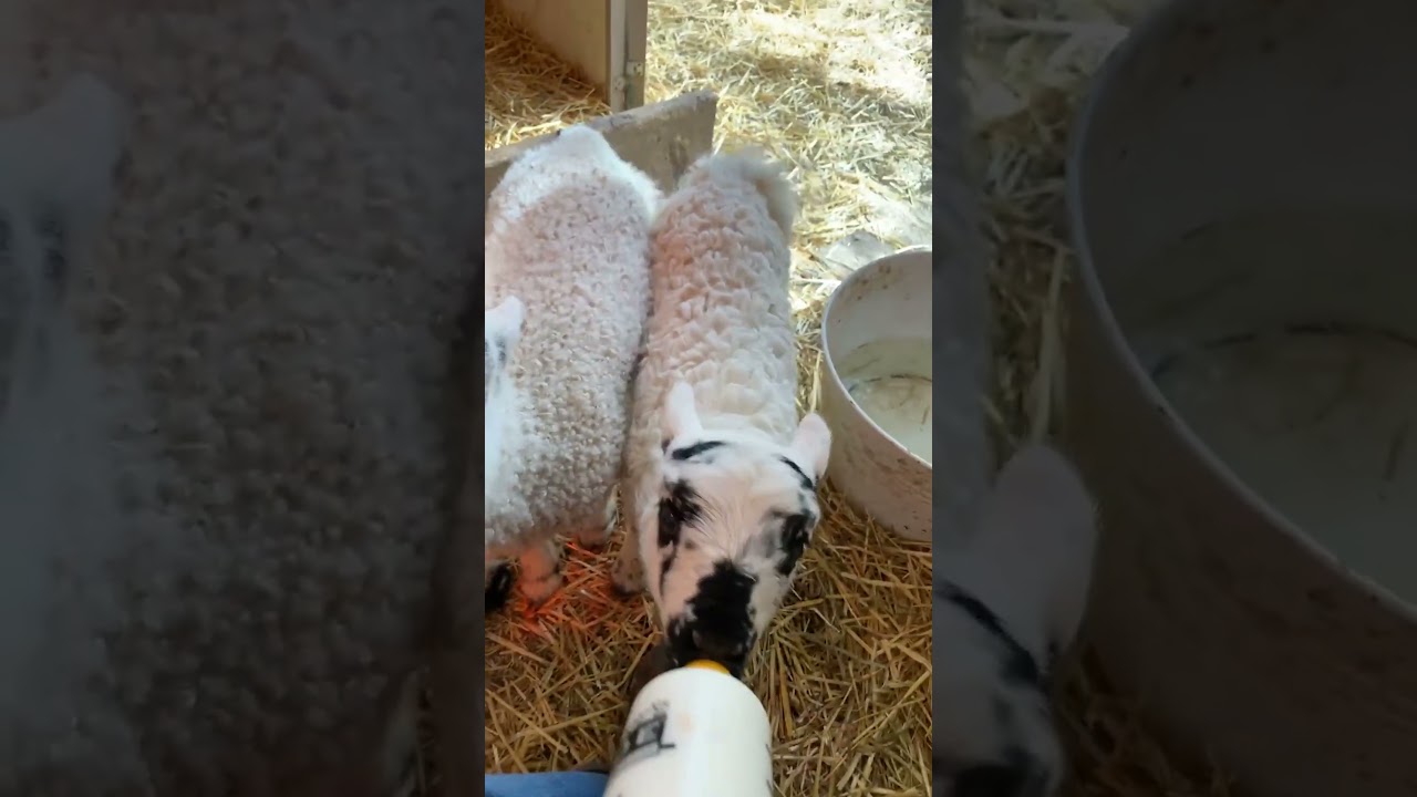 Little Lambs Love Drinking From Bottle