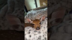 Look At This Adorable Sleepy Baby Deer