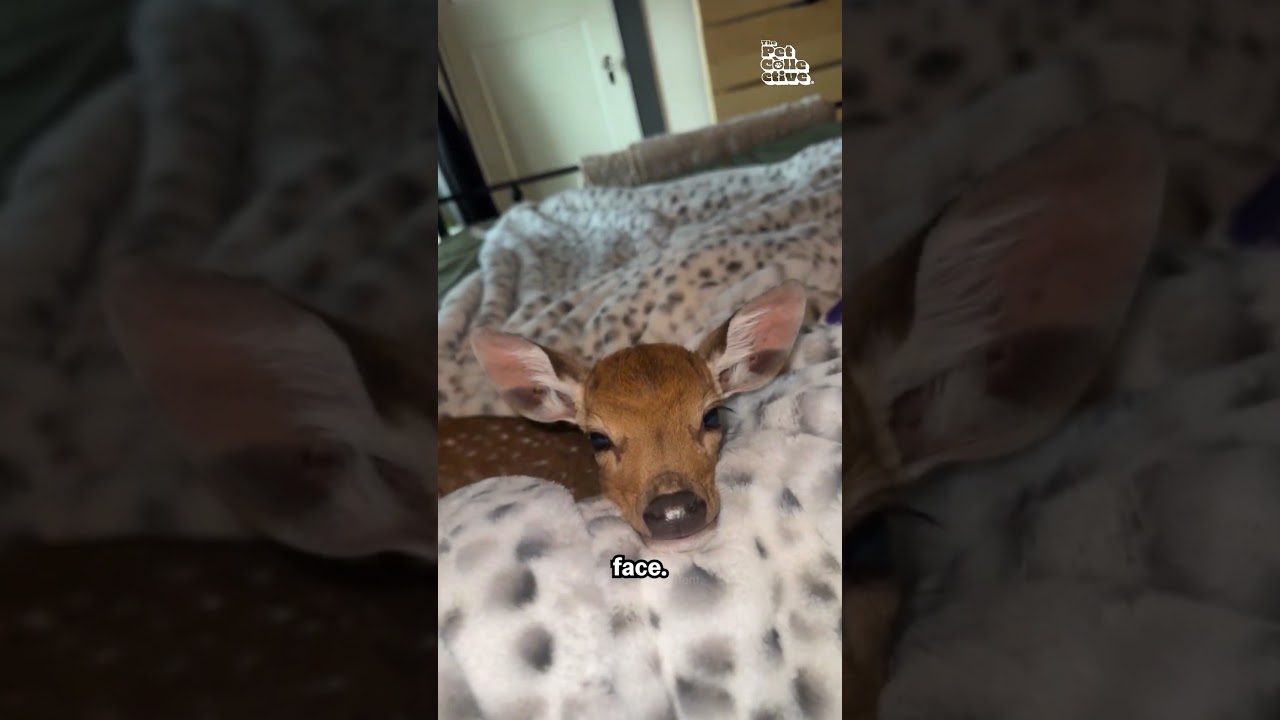 Look At This Adorable Sleepy Baby Deer