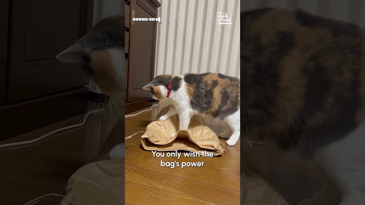 The power of the bag compels you! 😹⚔️💥 #Cats #Funny #FunnyCats
