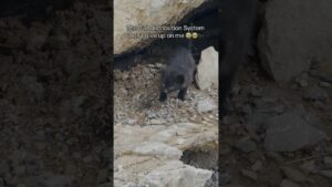 Man Rescues Kitten Heard Under Rubble