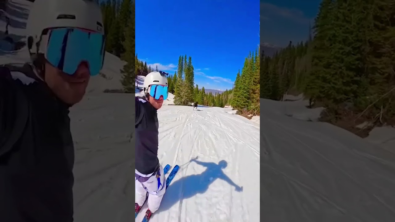 Man Skii's With Moose #Moose #Wildlife #Skiing