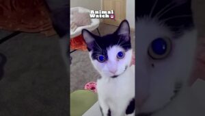 Man's Best Friend | Animal Watch