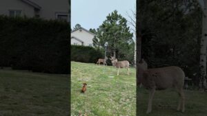 Mini Dachshund Tries To Play With Deer