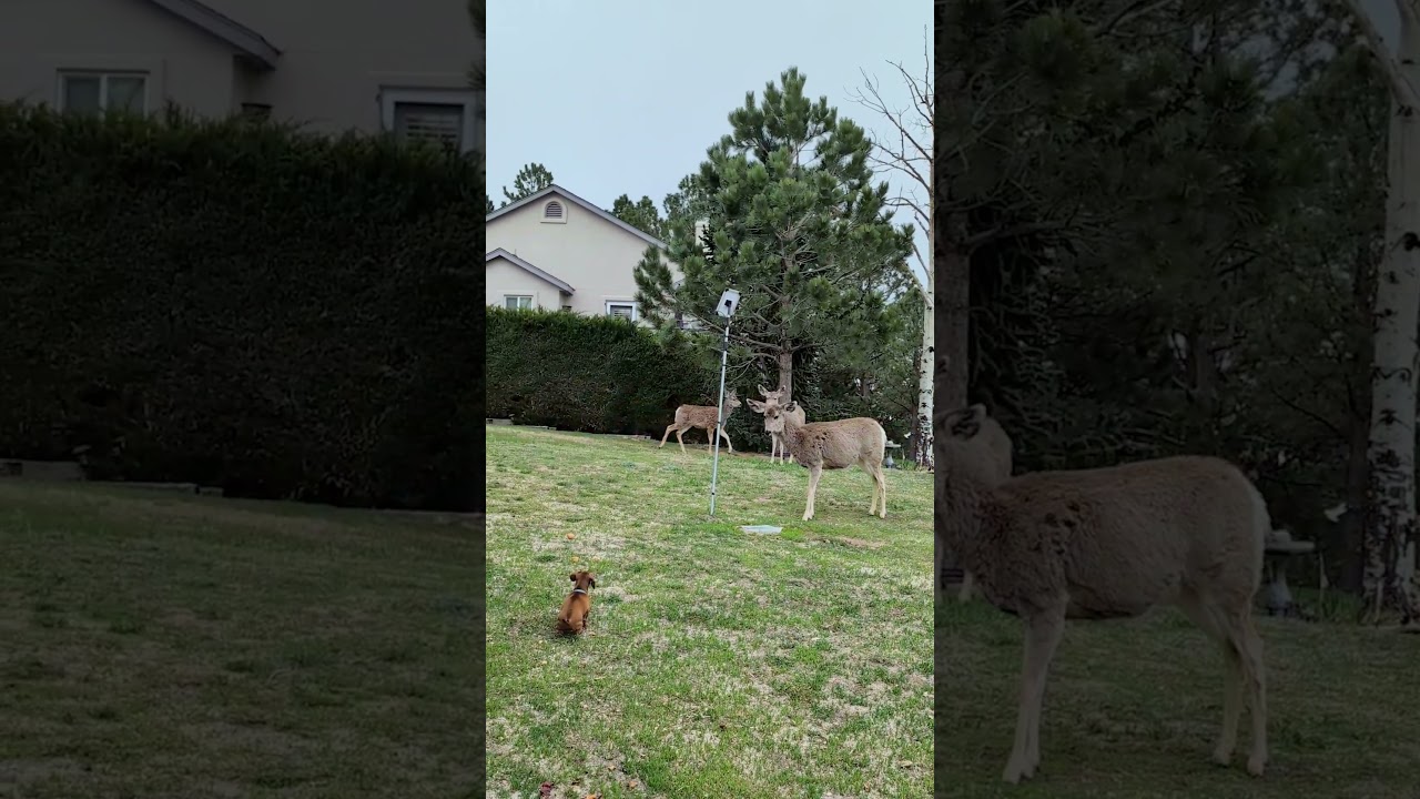 Mini Dachshund Tries To Play With Deer