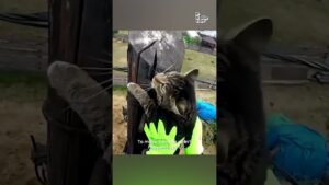 Missing Cat Rescued From Power Line | Hero Of The Week