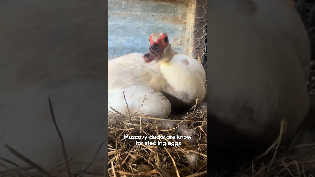 Muscovy Duck Helps Chickens Hatch Their Eggs