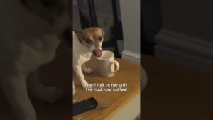 I'm not a morning dog, okay?? 🐶☕️ #Dogs #Funny #DogMom