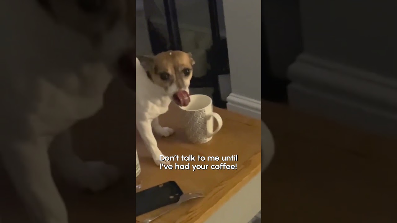 I'm not a morning dog, okay?? 🐶☕️ #Dogs #Funny #DogMom