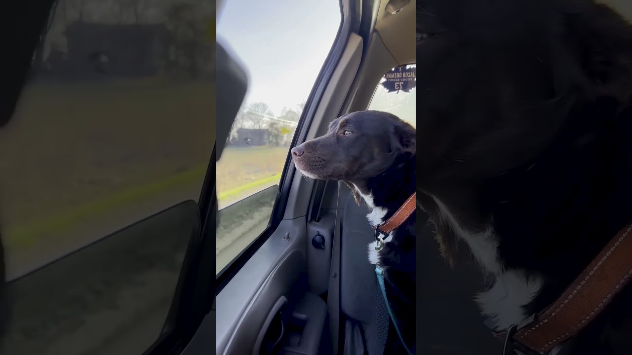 Patient Couple Rescues Stray Dog Roaming Field