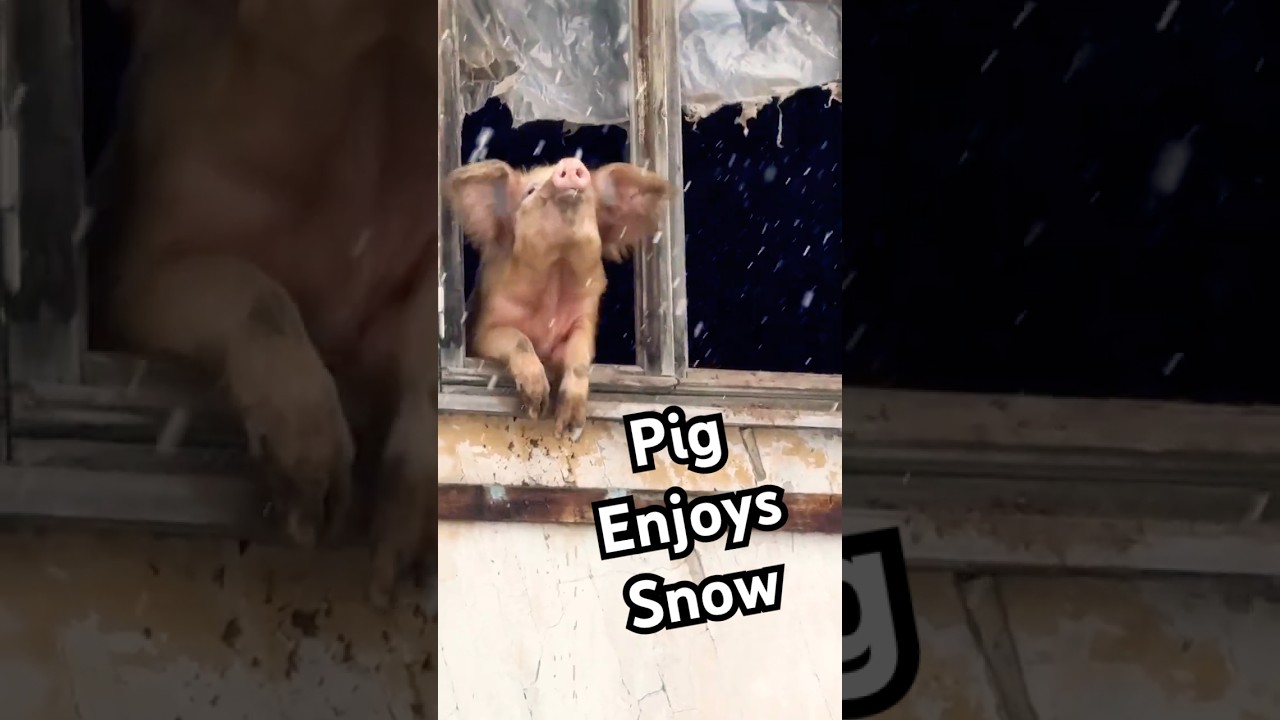 Pig Enjoys Snowfall While Looking Out Window