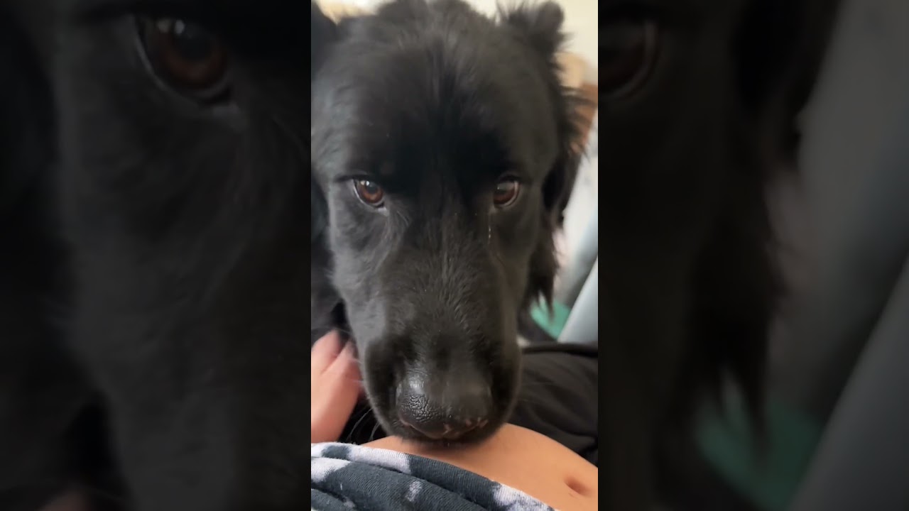 Pregnant Woman Let Dog Listen To Baby Kick