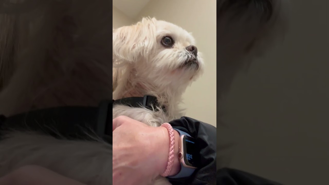 Preventing Anxiety In Pets | Pet Pointers
